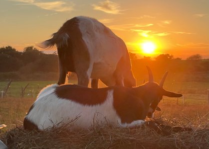 a brown horse standing next to a cow